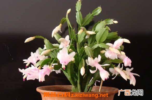 蟹爪兰花的功效与作用 蟹爪兰花泡水喝的功效