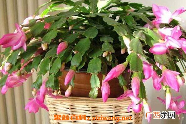蟹爪兰花的功效与作用 蟹爪兰花泡水喝的功效