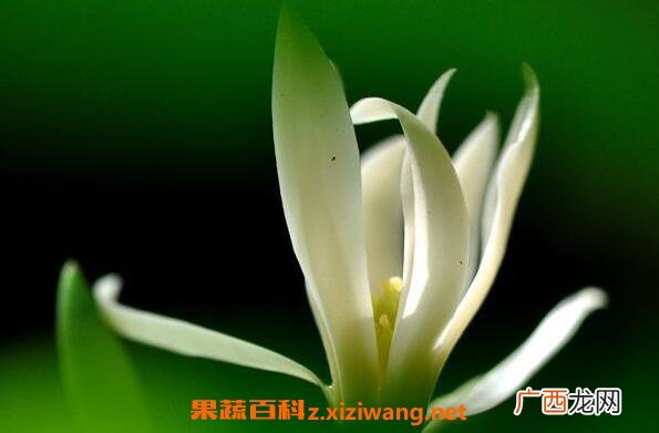 白兰花的功效与作用 白兰花的副作用