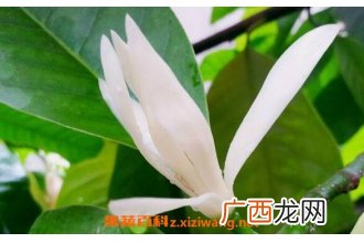 白兰花的功效与作用 白兰花的副作用