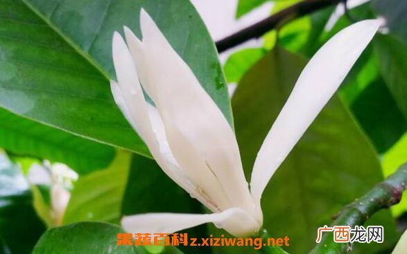 白兰花的功效与作用 白兰花的副作用