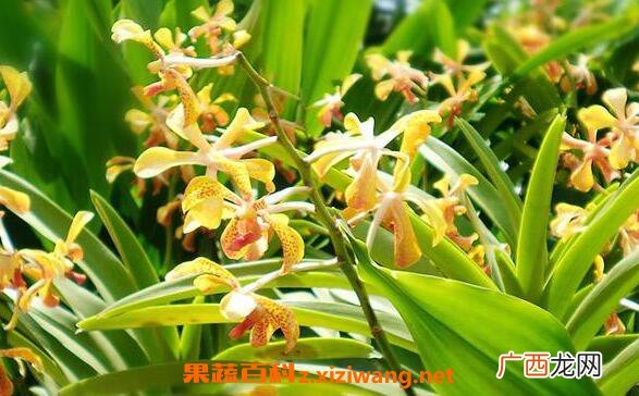 依兰纯露的功效与作用 依兰纯露的药用功效
