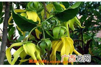 依兰纯露的功效与作用 依兰纯露的药用功效