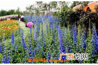 薰衣草纯露的功效与作用 薰衣草纯露的药用价值有哪些