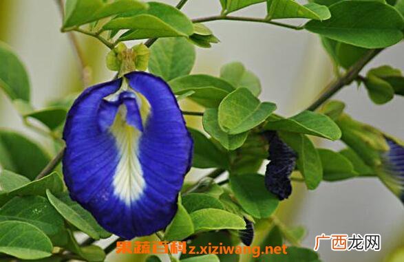 蓝蝴蝶花怎么养 蓝蝴蝶花的养殖方法技巧教程