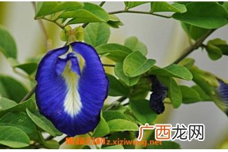 蓝蝴蝶花怎么养 蓝蝴蝶花的养殖方法技巧教程