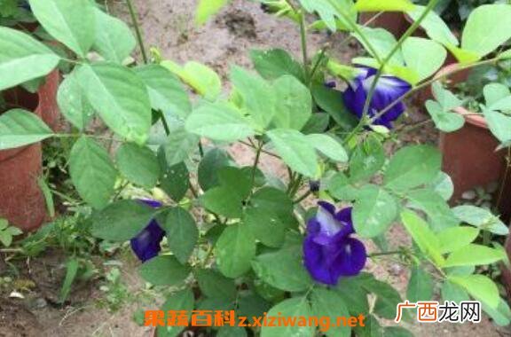 蓝蝴蝶花怎么养 蓝蝴蝶花的养殖方法技巧教程