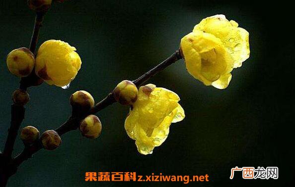 腊梅花的功效与作用 腊梅花泡水喝的功效