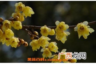 腊梅花的功效与作用 腊梅花泡水喝的功效