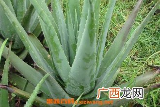 芦荟能直接涂在脸上吗 新鲜芦荟涂脸正确方法