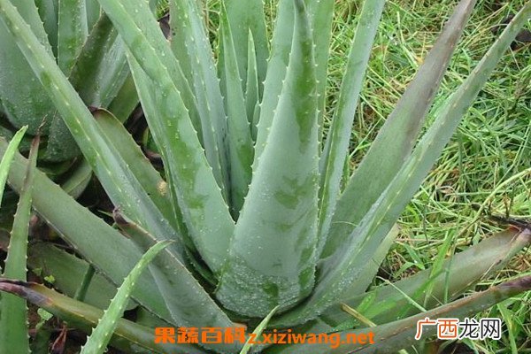 芦荟能直接涂在脸上吗 新鲜芦荟涂脸正确方法