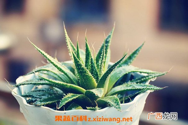 芦荟能直接涂在脸上吗 新鲜芦荟涂脸正确方法
