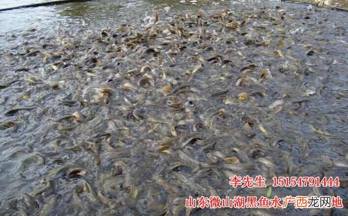 山东德州驴养殖场在哪 德州哪里水产养殖多