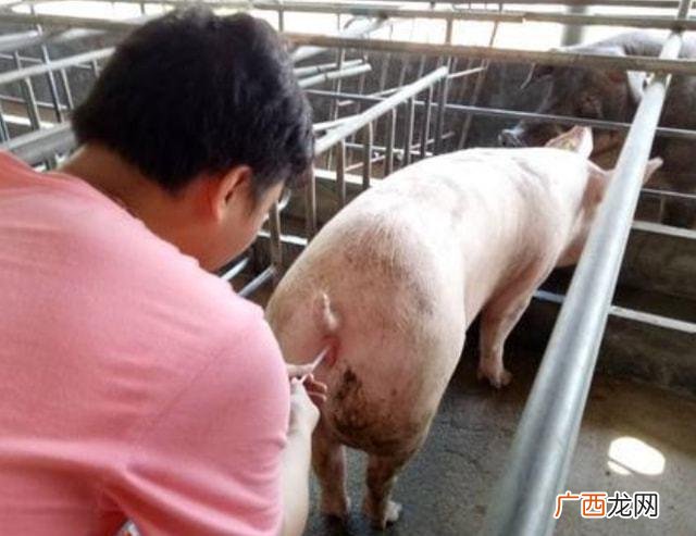 散养土猪养殖技术视频 纯种野公猪养殖视频