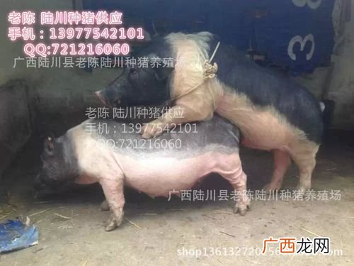 散养土猪养殖技术视频 纯种野公猪养殖视频