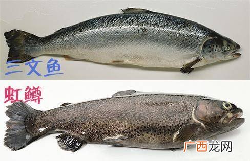 虹鳟鱼养殖鱼池设计 淡水虹鳟养殖技术视频