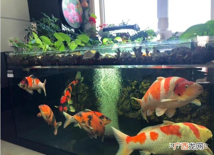 清水养殖瘦身鱼视频 淡水沙塘鲤养殖
