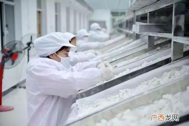 葛根饮料,葛佬饮料诚招代理商、经销商