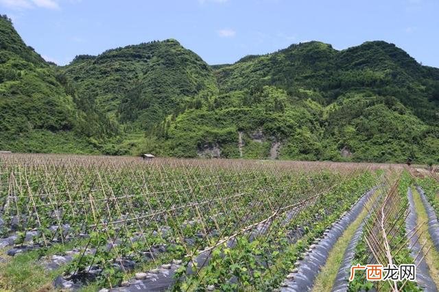 葛根饮料,葛佬饮料诚招代理商、经销商