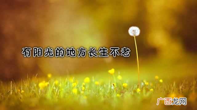下一句是什么 树欲静而风不止是什么意思