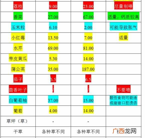 荷兰猪养殖技巧分享 荷兰猪吃什么食物