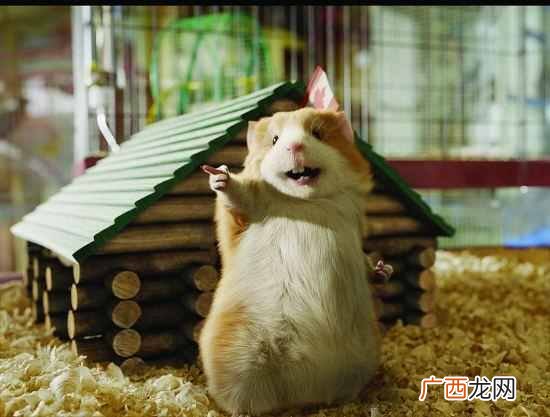 荷兰猪养殖技巧分享 荷兰猪吃什么食物