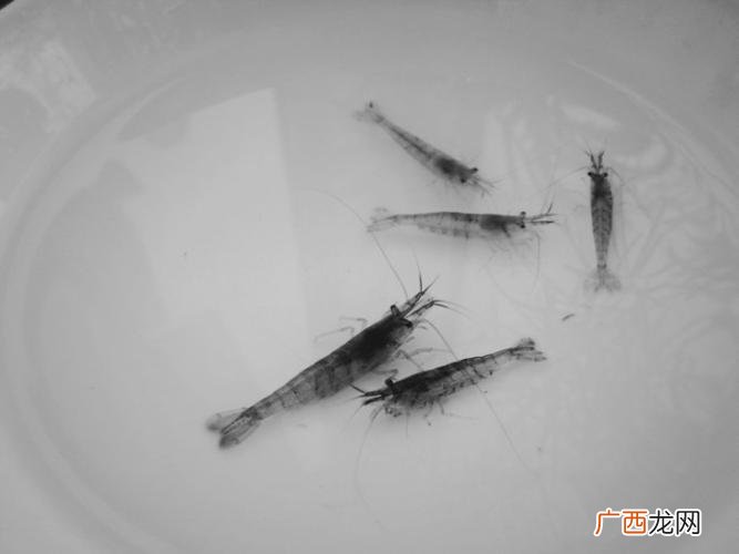 小龙虾养殖 东北能养殖青虾么