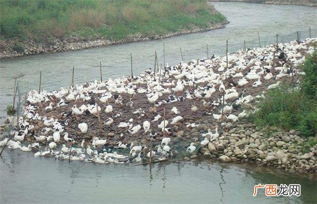 养鹅要水塘吗 鹅 对流水 养殖的污染
