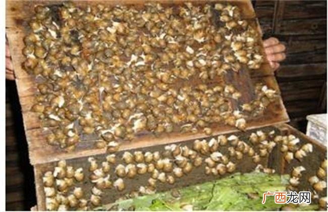 生态蜗牛养殖场网站 法国蜗牛养殖场