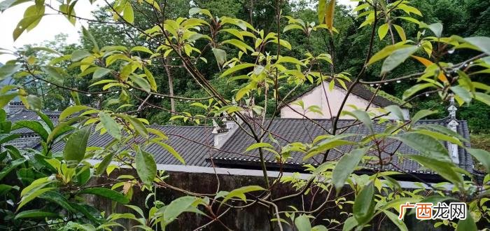 关于夏天的现代诗歌，来到夏天