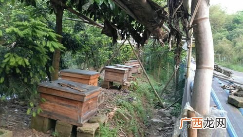 个人养殖取名 蜂蜜养殖场取名