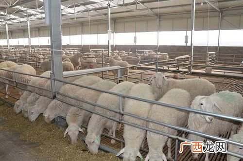养羊基地 福建羊养殖基地