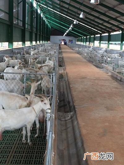 养羊基地 福建羊养殖基地