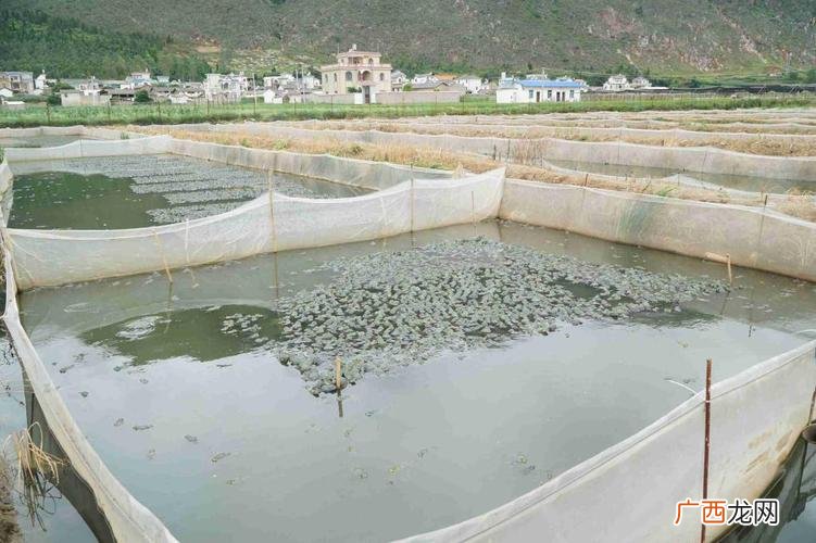 长期大量收购鲜活福寿螺 福寿螺养殖成本和利润