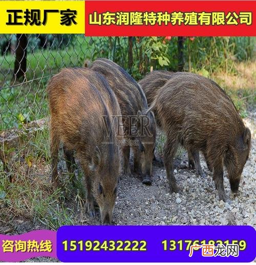 哪里有野猪仔 附近的养殖野猪