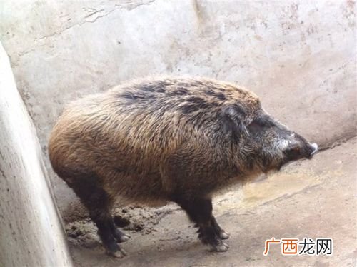 哪里有野猪仔 附近的养殖野猪