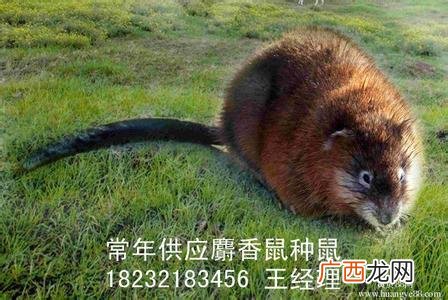 江西麝香鼠养殖 甘肃省有麝香鼠养殖吗