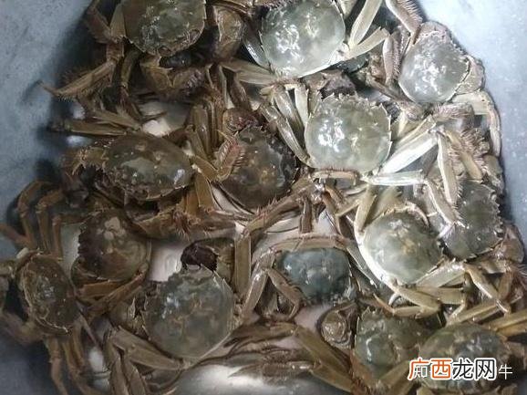 养殖螃蟹需要什么条件 高密度养殖螃蟹喂什么