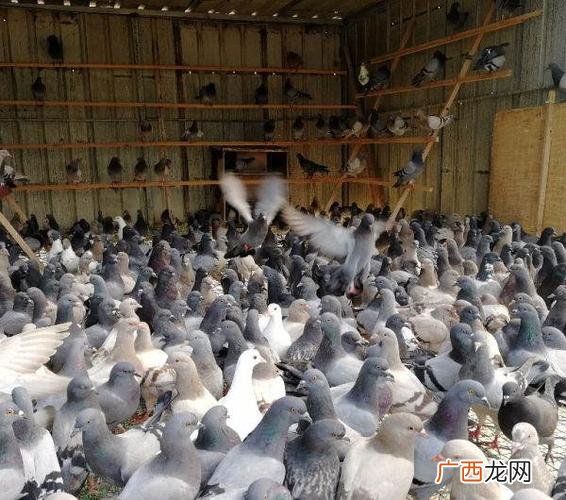 肉鸽子养殖 鸽子养殖回收