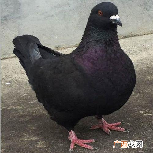 肉鸽子养殖 鸽子养殖回收