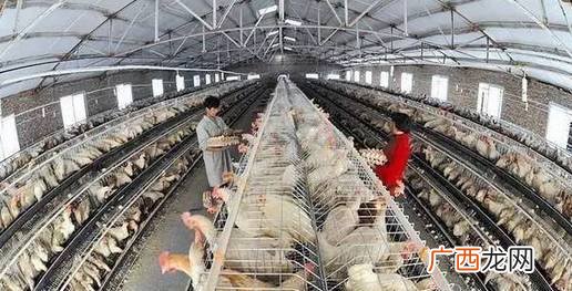 开养殖场赚钱吗 个体养殖户有赚吗