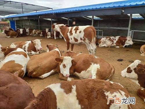 开养殖场赚钱吗 个体养殖户有赚吗