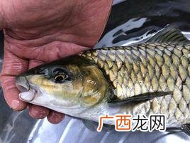 舌头倒刺 光倒刺?养殖