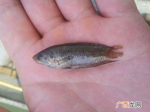舌头倒刺 光倒刺?养殖