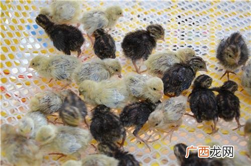 哪有桂花雀种苗 广东省桂花雀养殖户