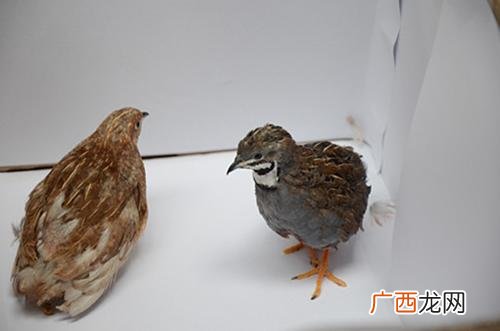 哪有桂花雀种苗 广东省桂花雀养殖户