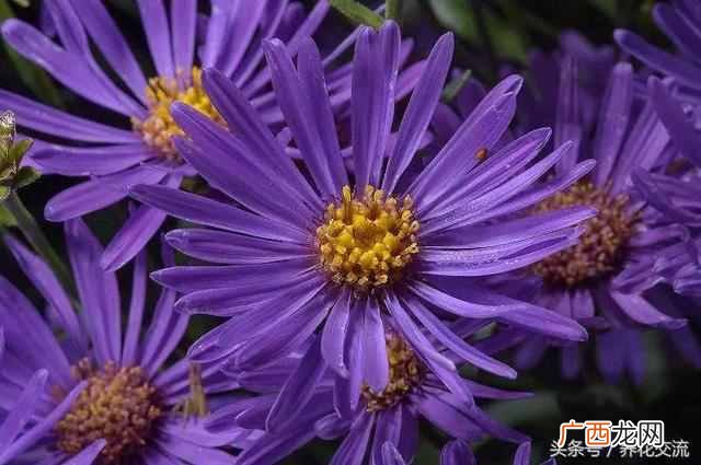 一年四季都盛开的花是什么花（四季常开的品种