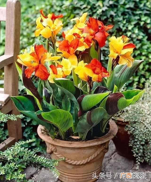一年四季都盛开的花是什么花（四季常开的品种