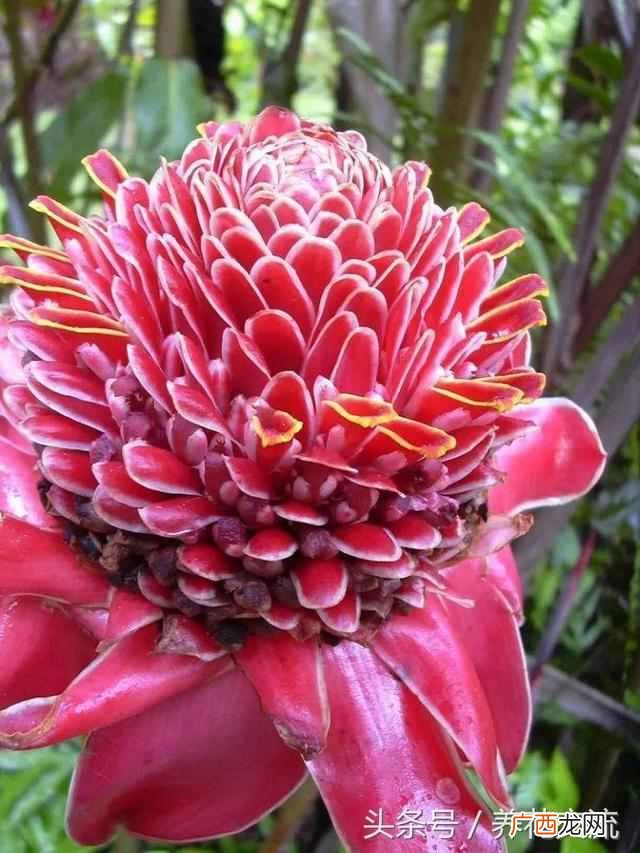 一年四季都盛开的花是什么花（四季常开的品种