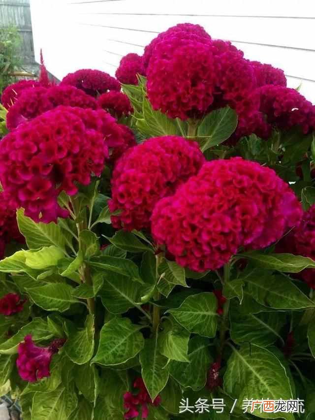 一年四季都盛开的花是什么花（四季常开的品种